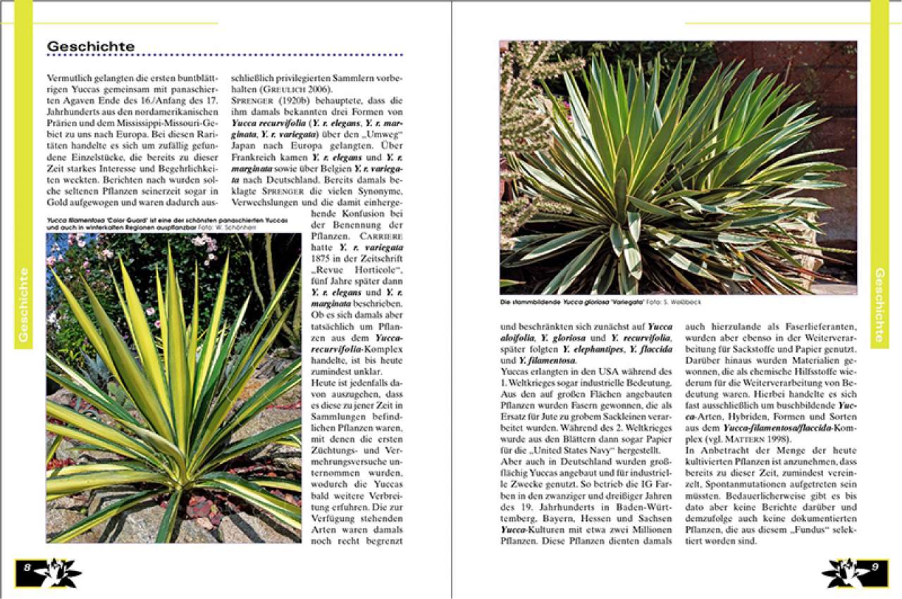 Faszination Bunt – Die Welt der panaschierten Yuccas